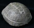 Superb Fossil Tortoise (Stylemys) - South Dakota #31516-5